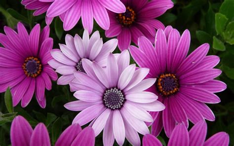 flower wallpaper for computer.
